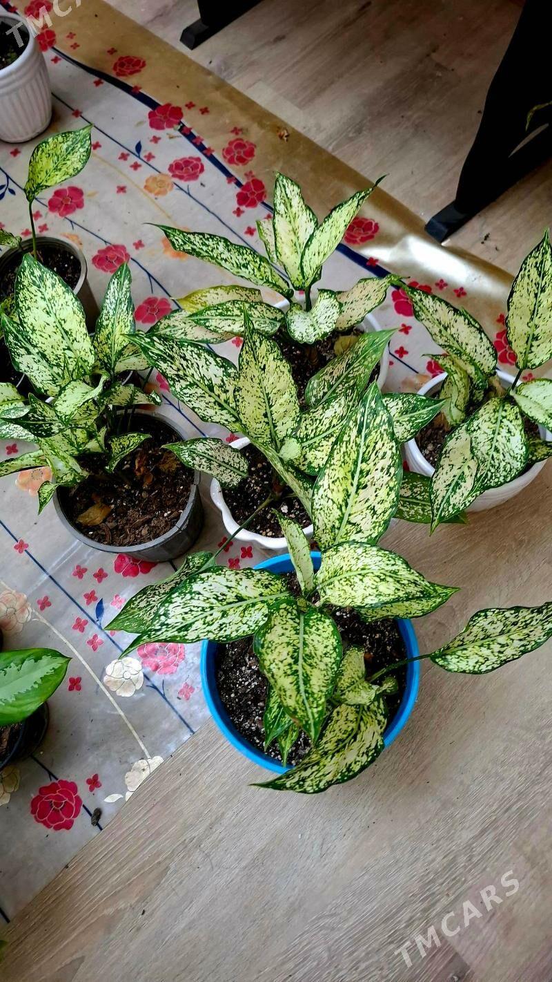 oy gulleri - Ашхабад - img 1