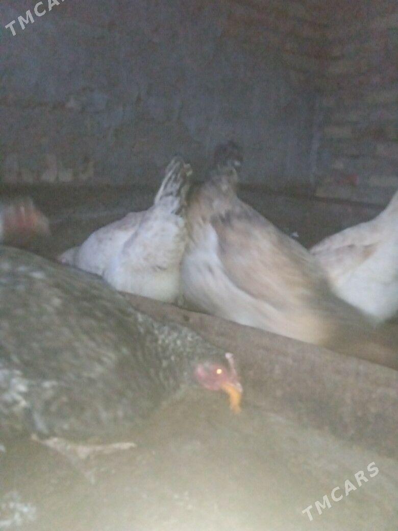 gigant towuk - Туркменабат - img 1