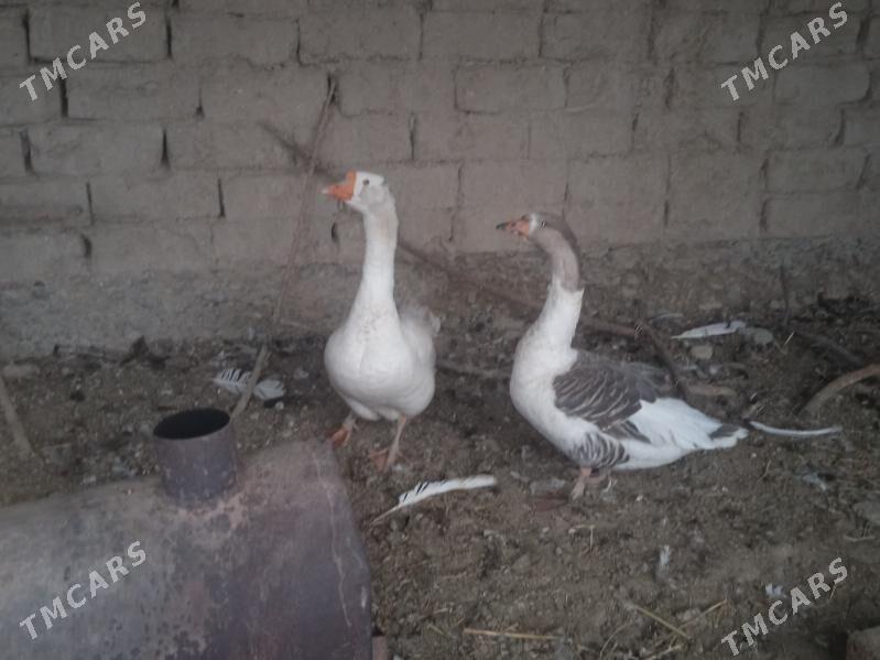 martin guwslar - Kaka - img 1