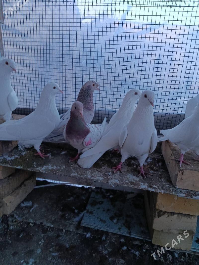 kepter - Чарджоу - img 1