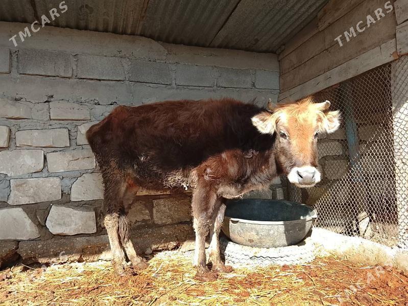 sygyr - Эсенгулы - img 1