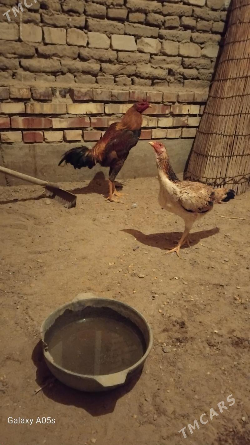 horaz - Mary - img 1