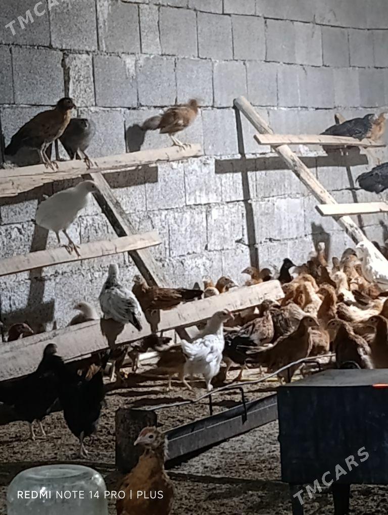 jüýje - Aşgabat - img 1