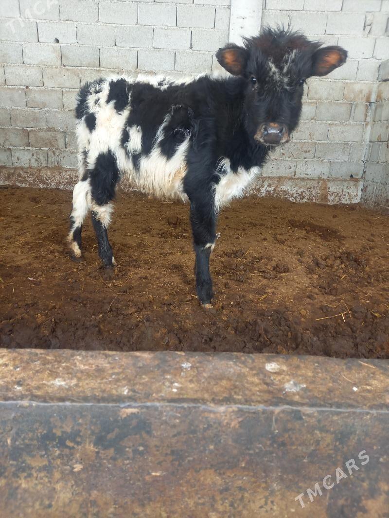 tuwe - Гёкдепе - img 1