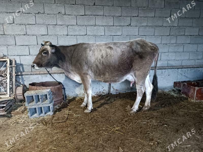 Göleli Sygyr - Бахарден - img 1