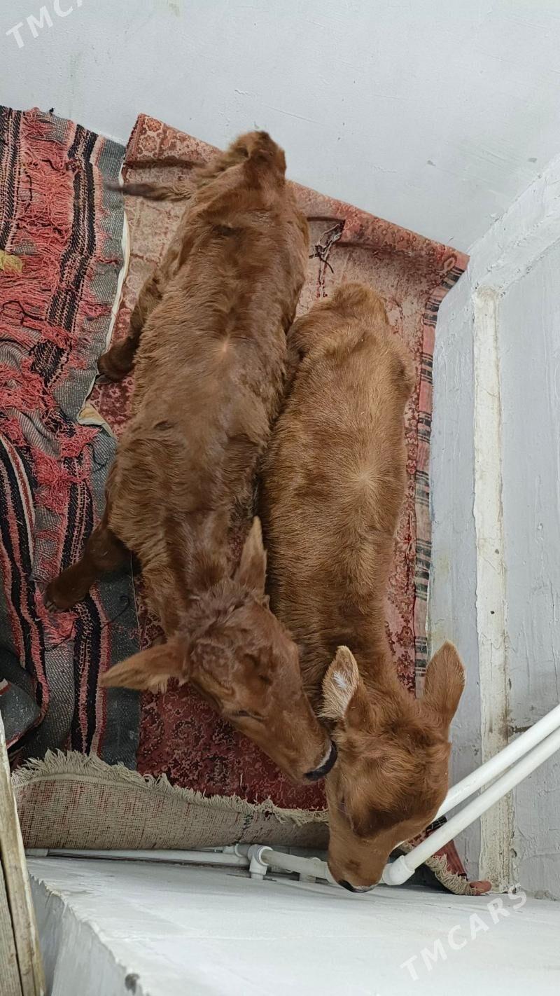 göle - Wekilbazar - img 1