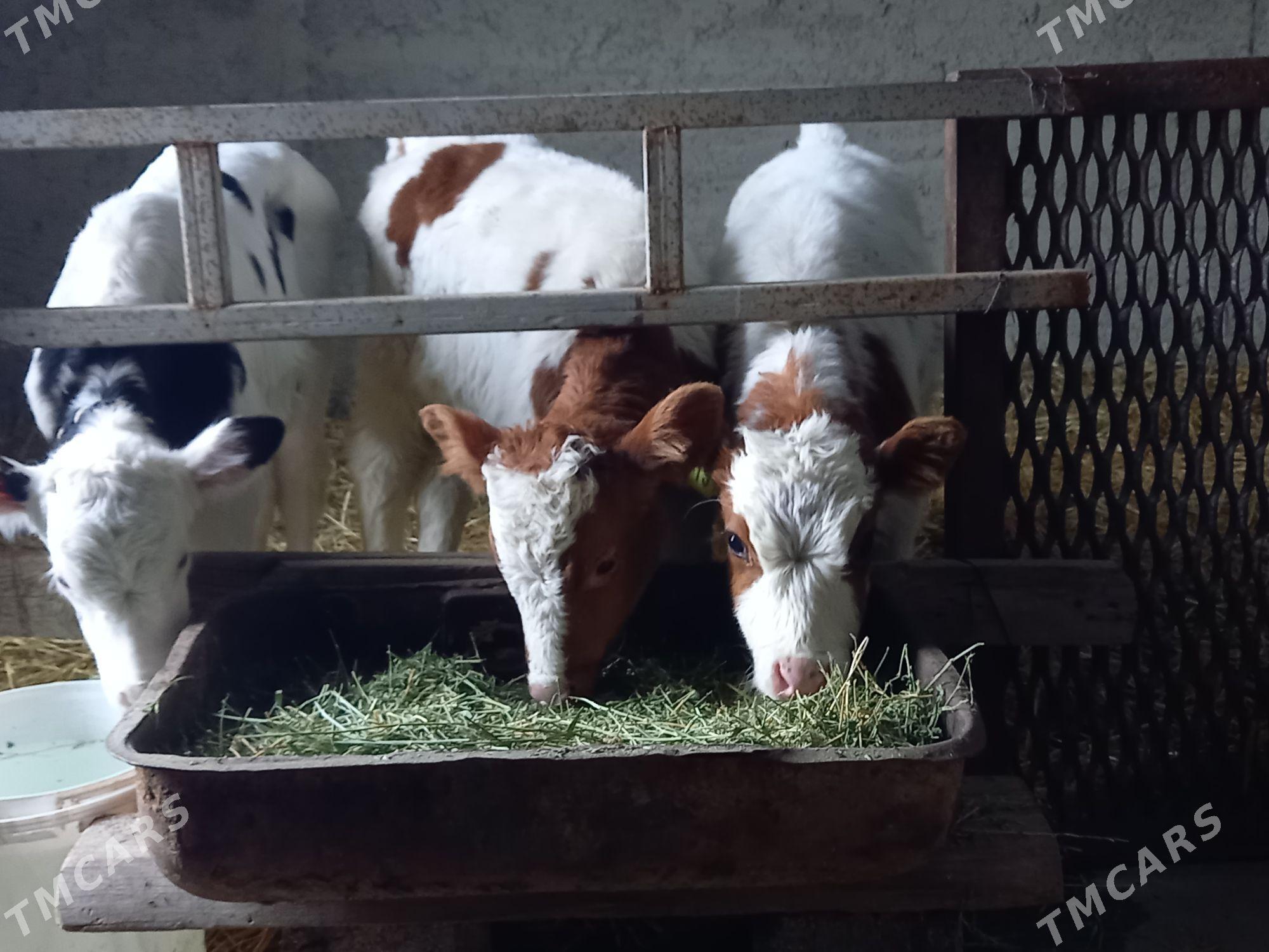 Argilnal goleler - Гёкдепе - img 1