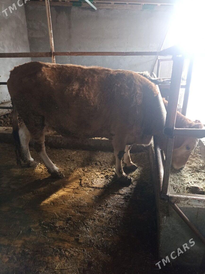 Bakylan sygyr - Гёкдепе - img 1