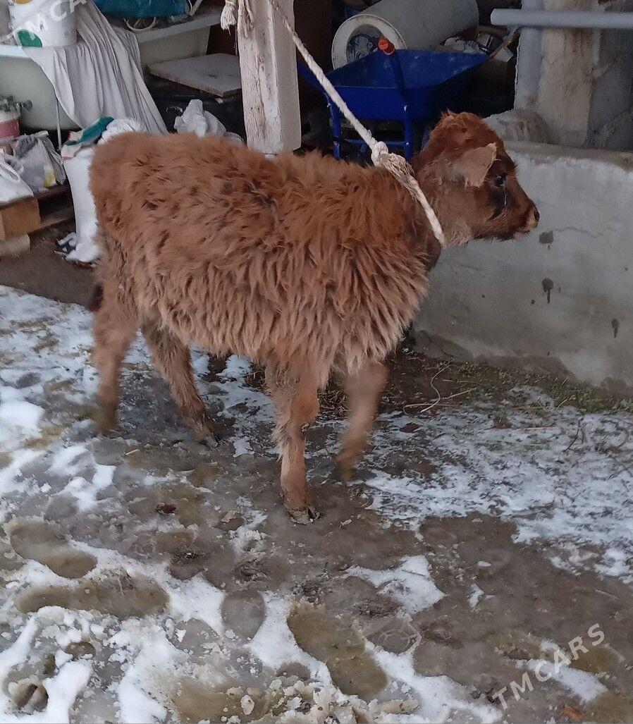 öküz - Büzmeýin - img 1