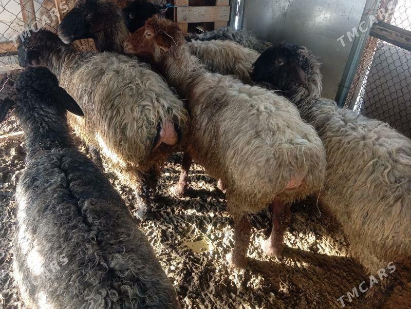 goyun - Çoganly - img 1