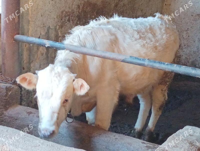 okuz - Büzmeýin - img 1