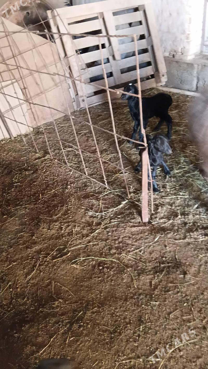 kuzu - Чарджоу - img 1