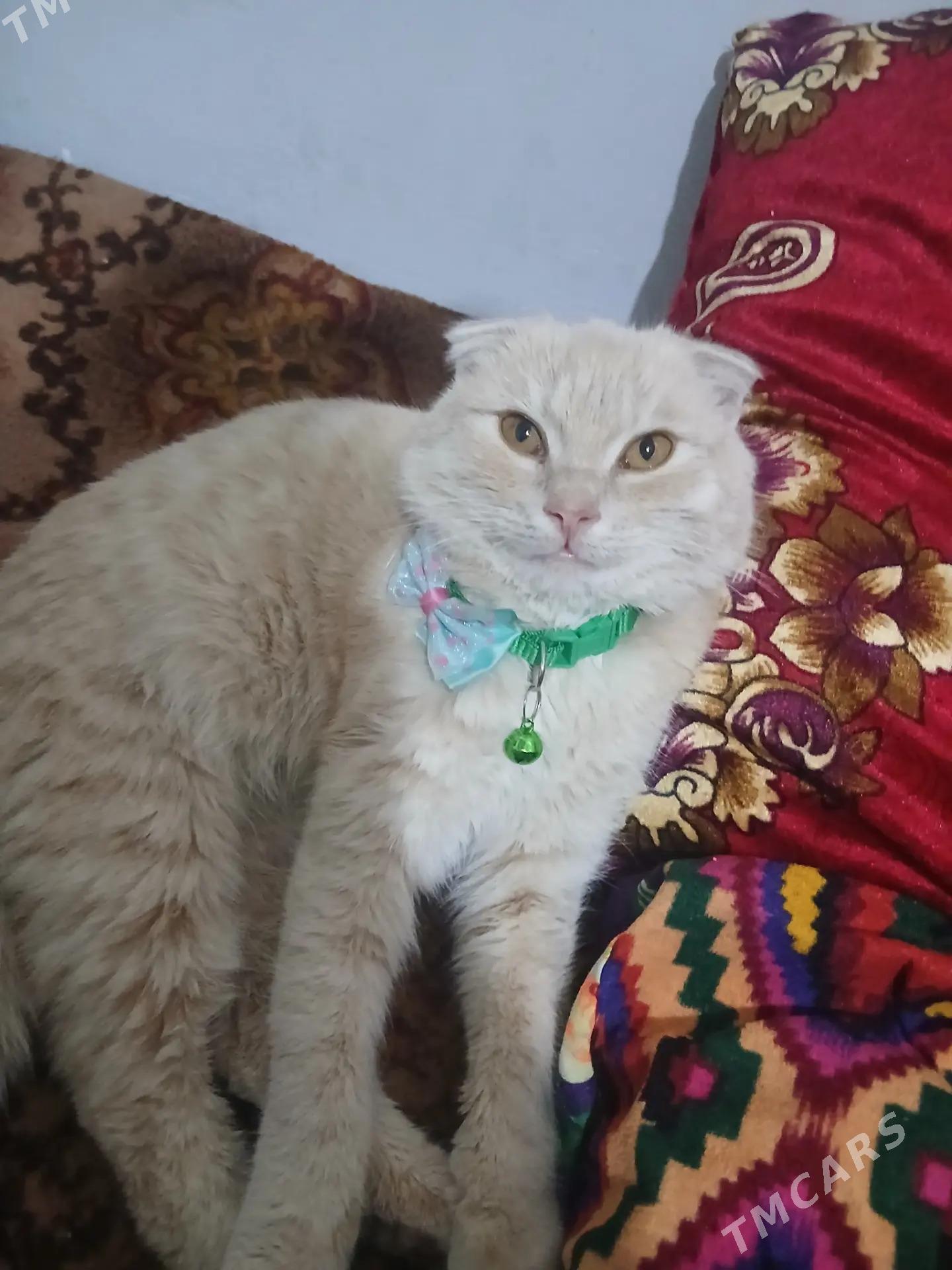 Satlyk şotland pişik - Çärjew - img 1