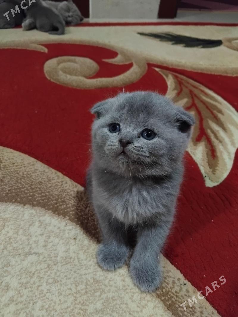 Шотландские котята - Ak bugdaý etraby - img 1