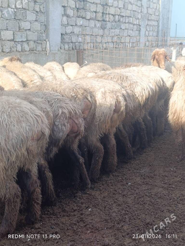 SEMİZ GOYUNLAR - Ашхабад - img 1