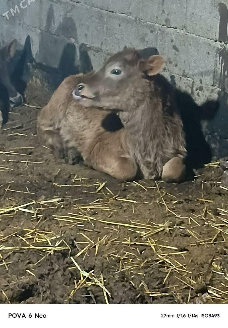 okizce - Herrikgala - img 1