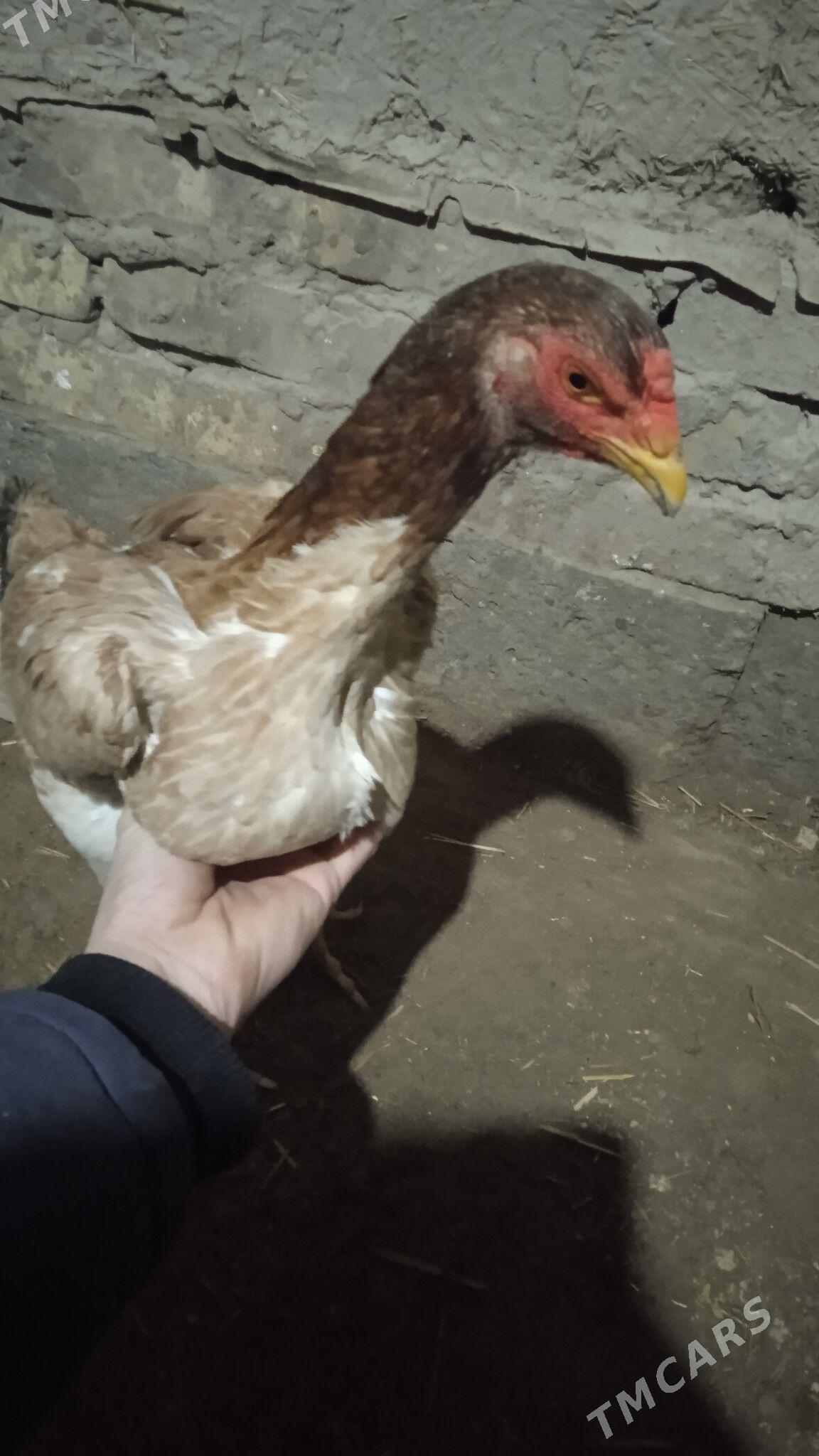 Taşket bayes towuk - Gurbansoltan Eje - img 1