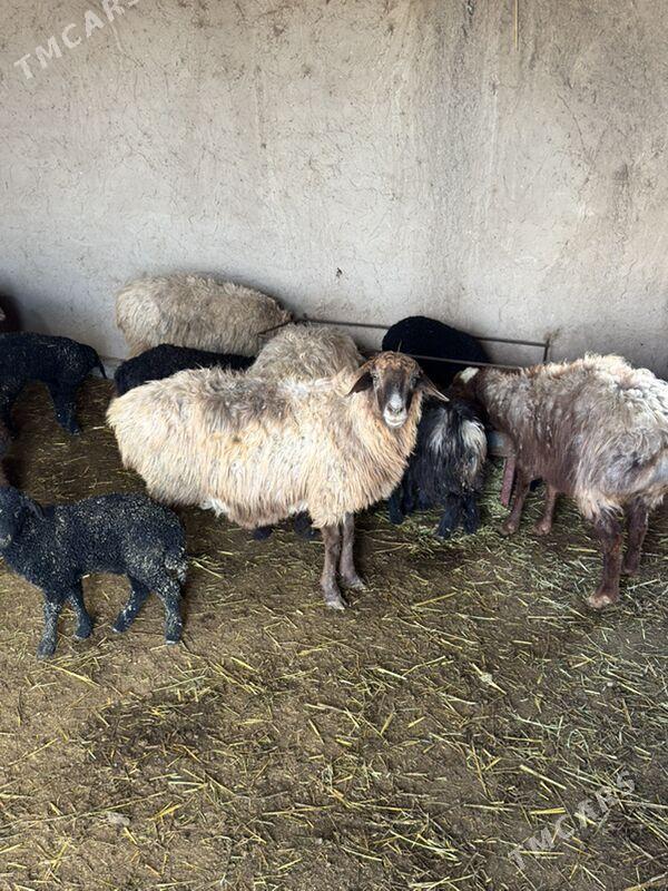 Goýun we geçi - Ýolöten - img 1