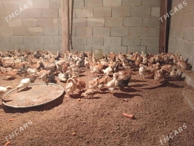 Juyje - Aşgabat - img 1