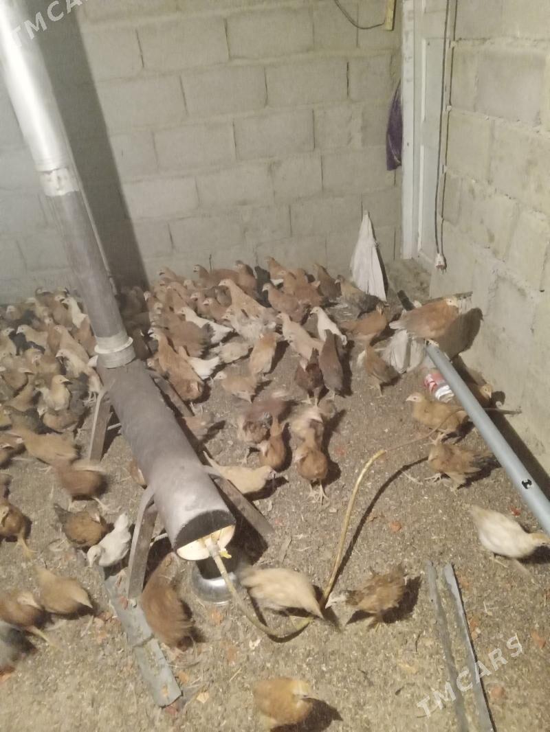 Juyje - Bäherden - img 1