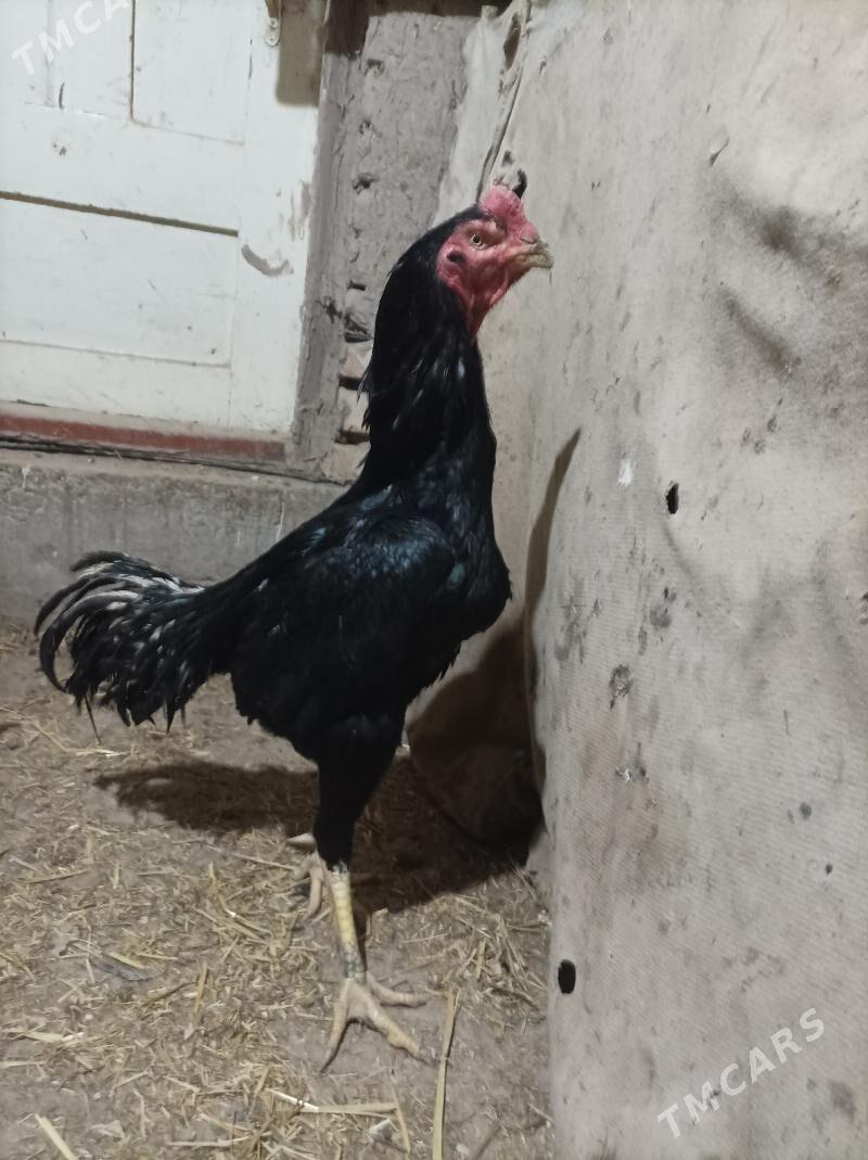 horaz - Дашогуз - img 1