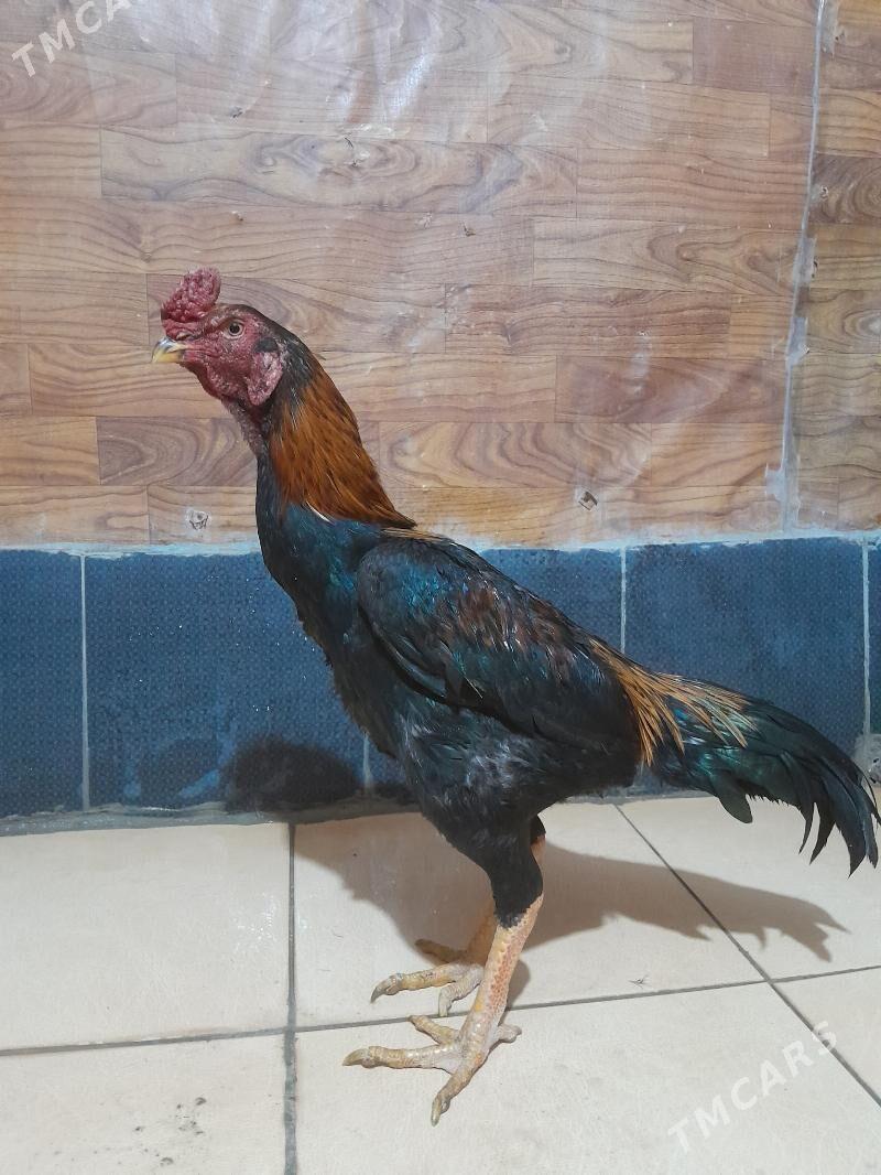 БАЕЦ ХОРАЗ - Şabat etr. - img 1