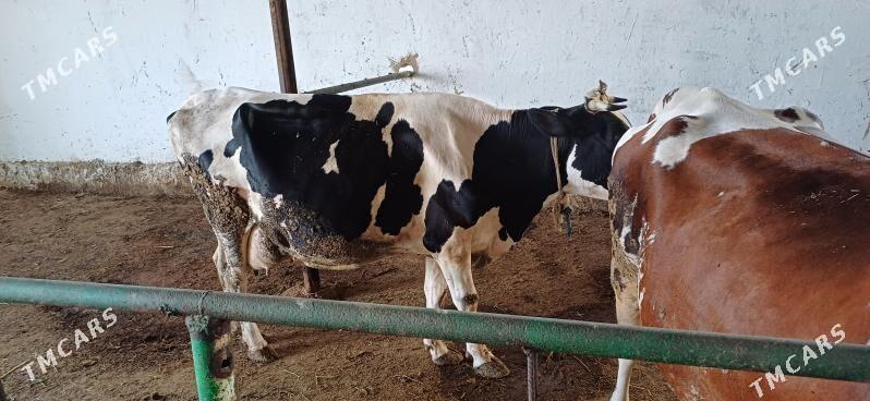 Galsteyn Sygyr - Bäherden - img 1