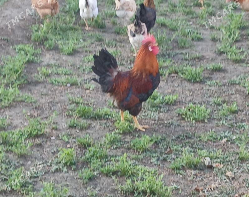 Towuk - Bagyr - img 1