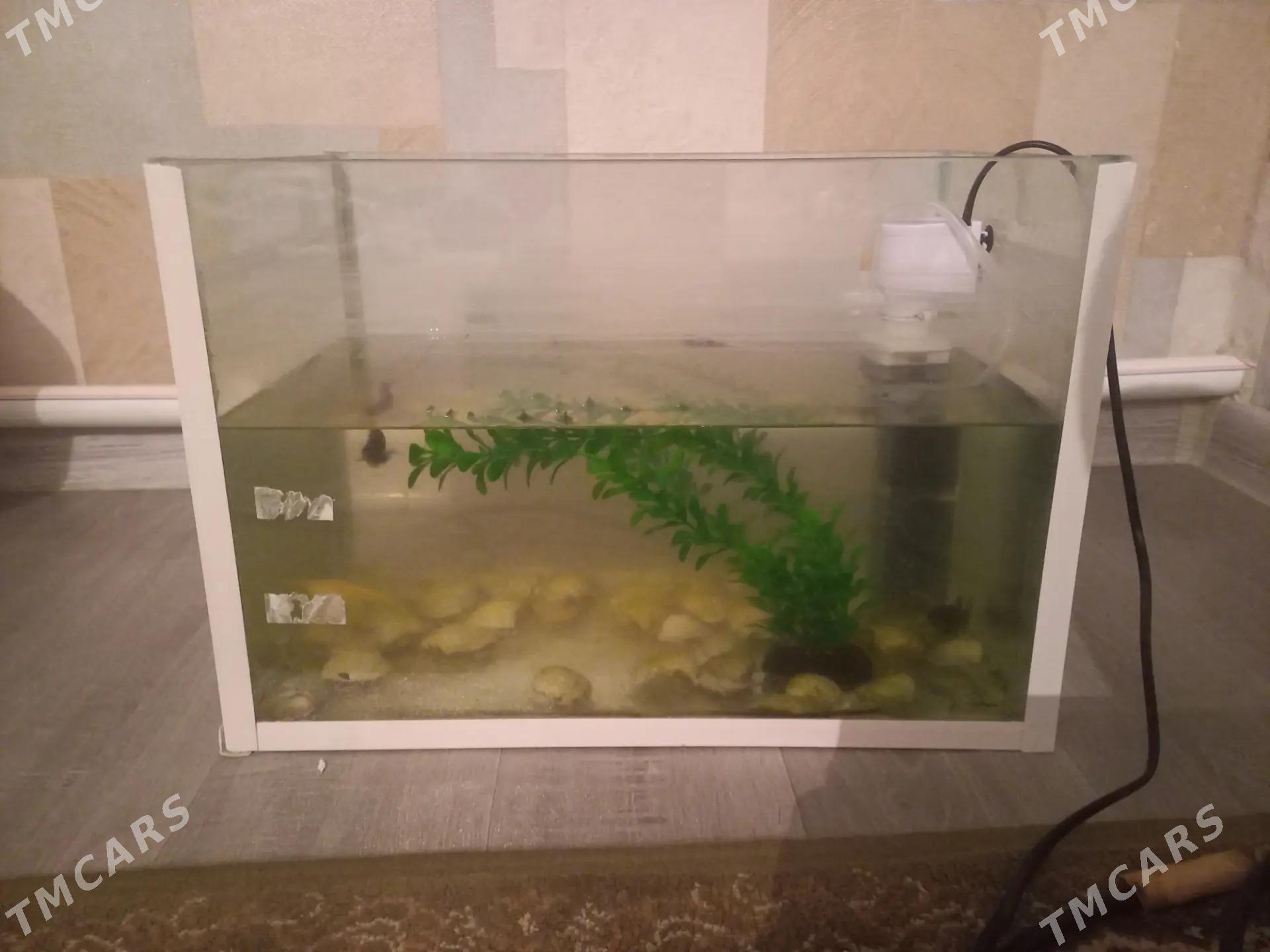 Akwarim - Балканабат - img 1