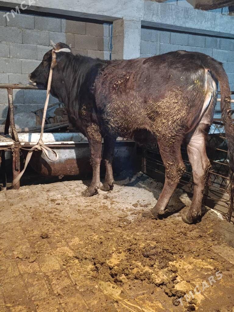 bakylan tuwe - Gökdepe - img 1