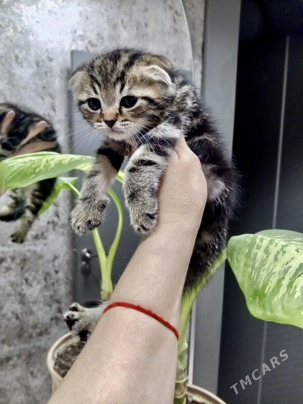 котята - Ашхабад - img 1