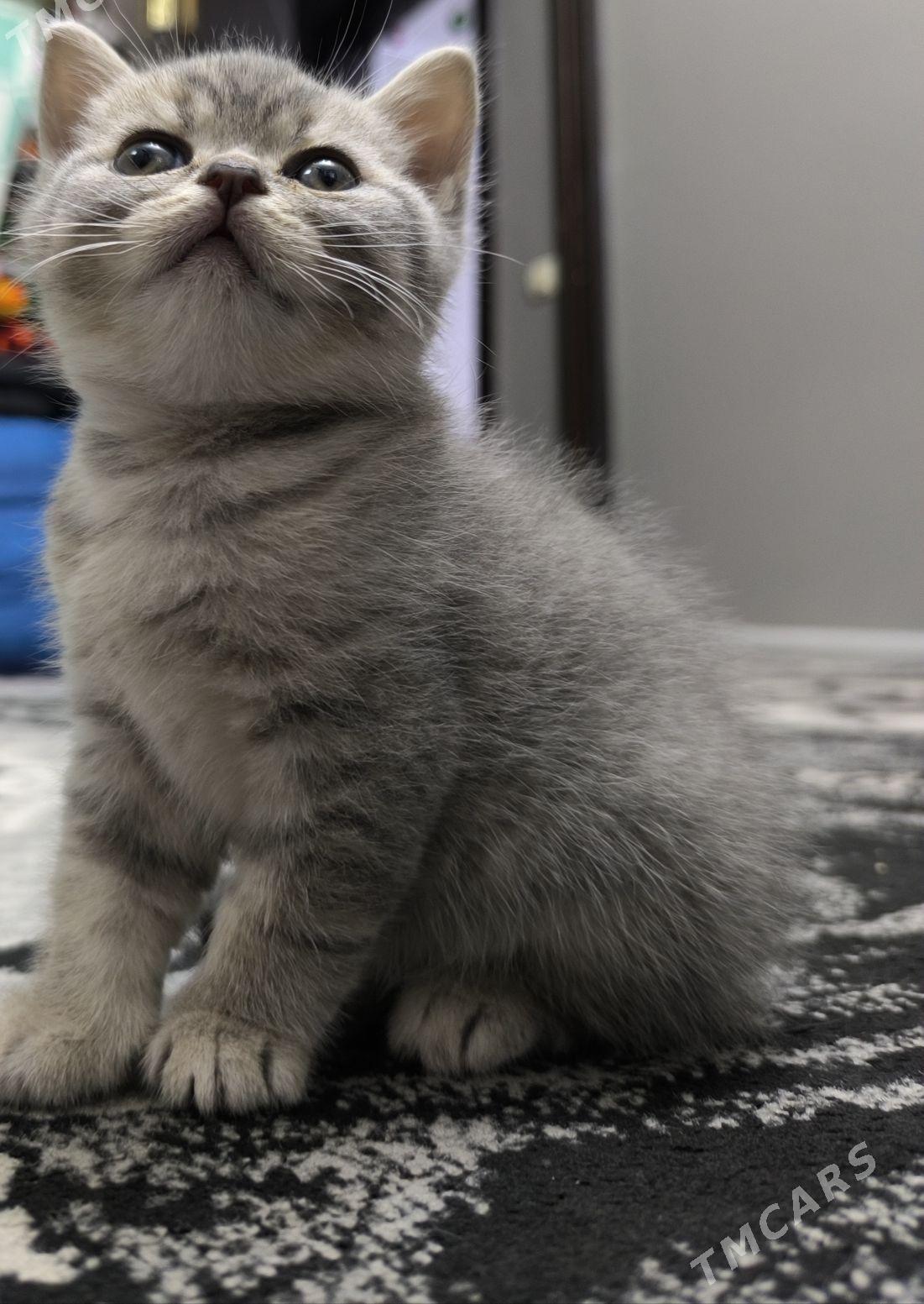 Pisik - Aşgabat - img 1