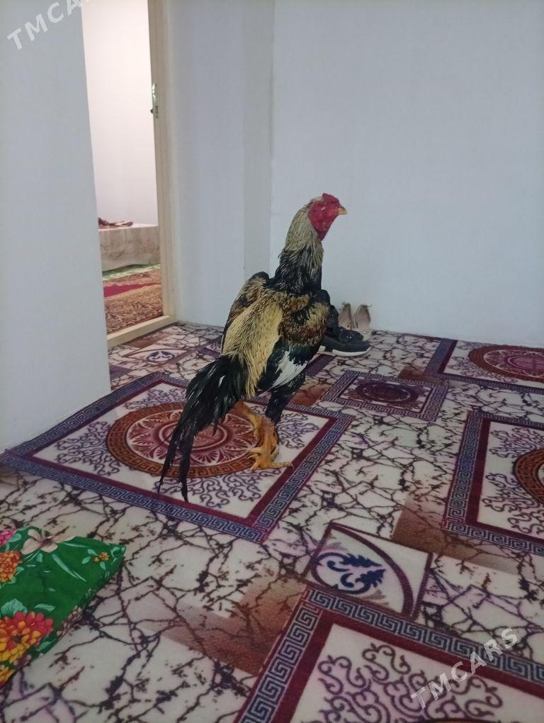 Xораз - Şabat etr. - img 1