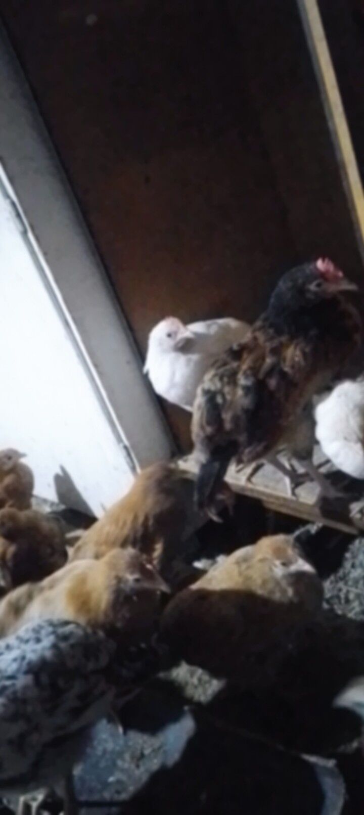 Towuk jüýje - Байрамали - img 1