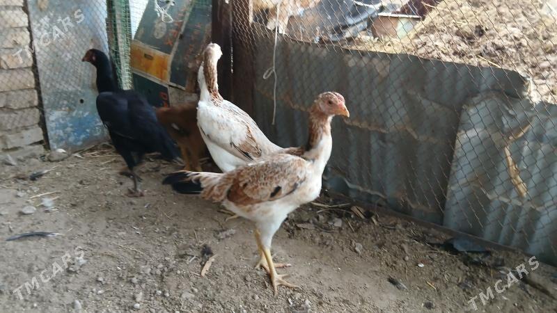 байес макилер - Çärjew - img 1