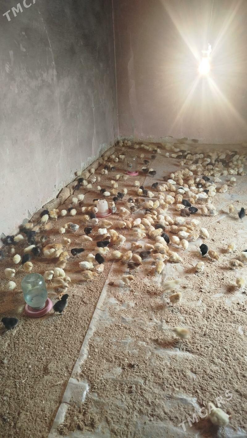 juyje - Мары - img 1