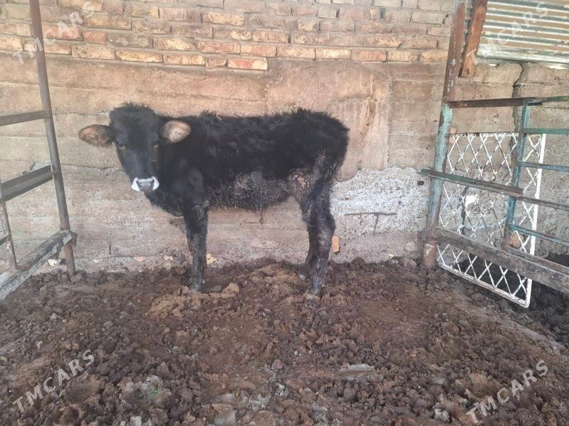 okuz - Aşgabat - img 1