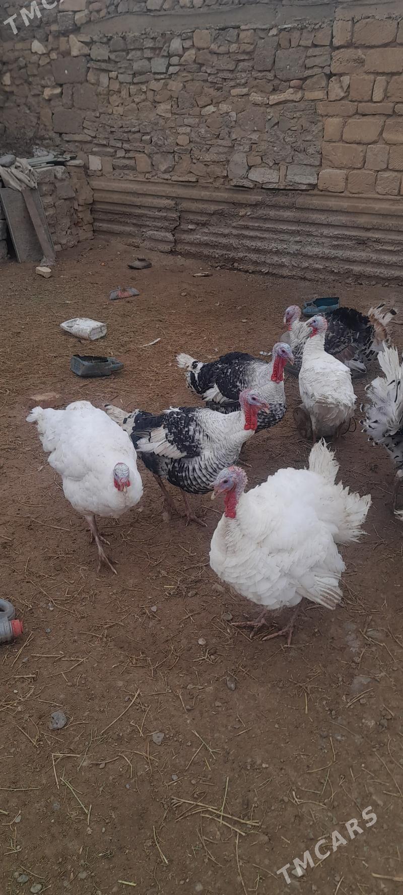 Erkek induk - Гызыларбат - img 1