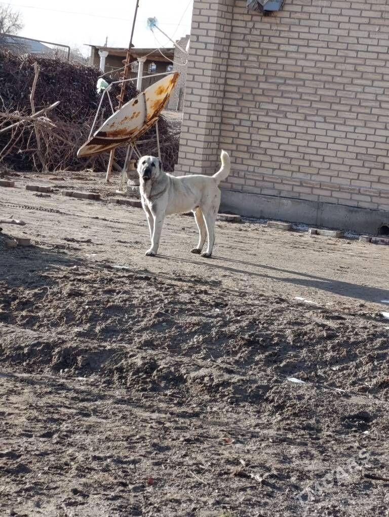 Alabay - Garabekewül - img 1