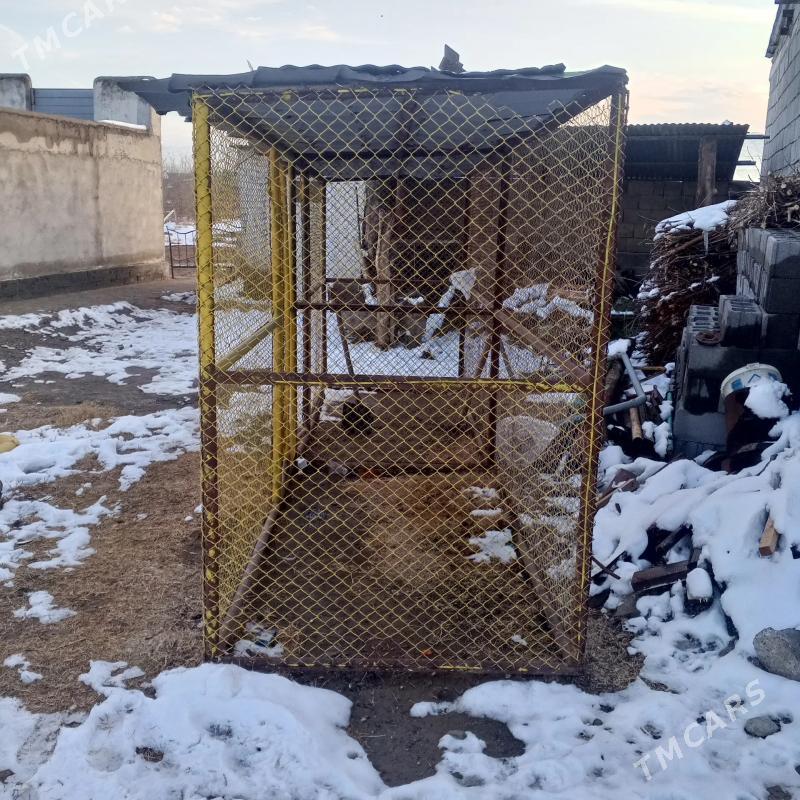 SETKA - Garadamak Şor - img 1