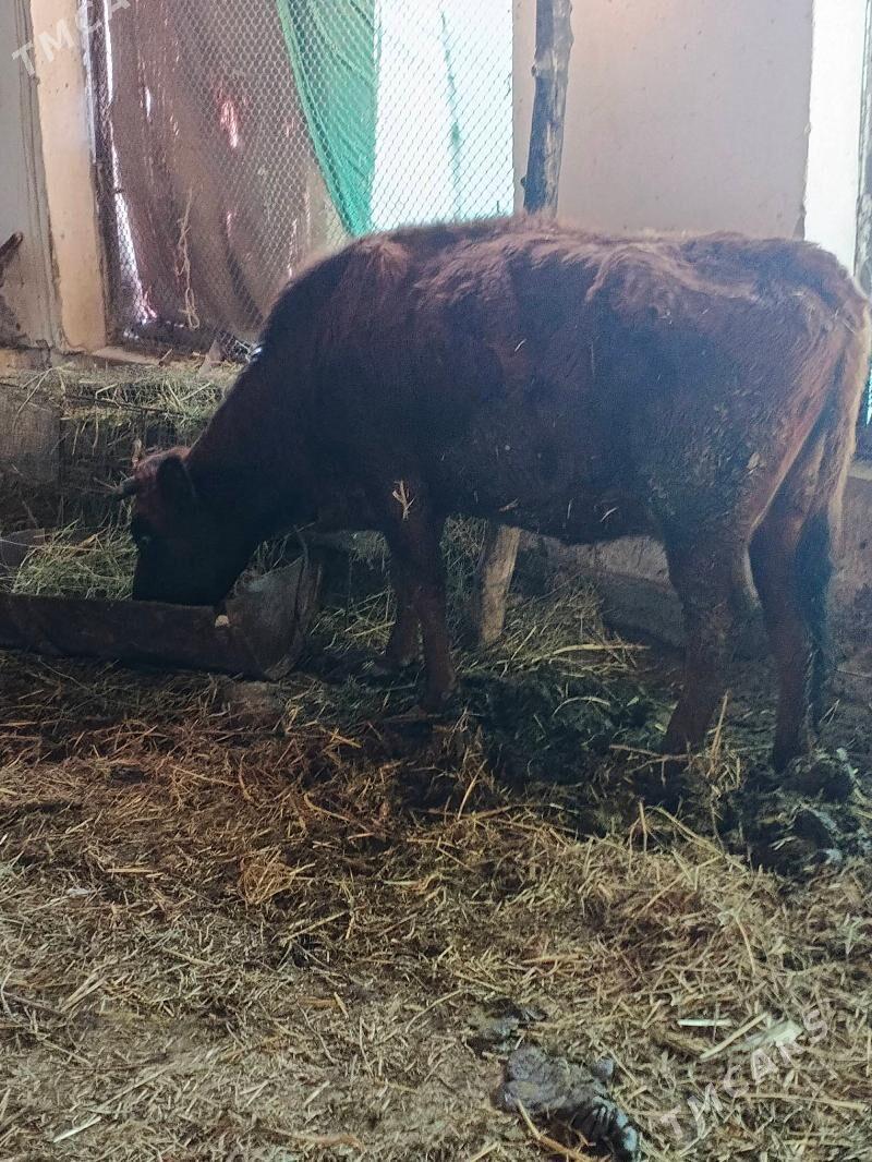 Iri Mal - Türkmenabat - img 1