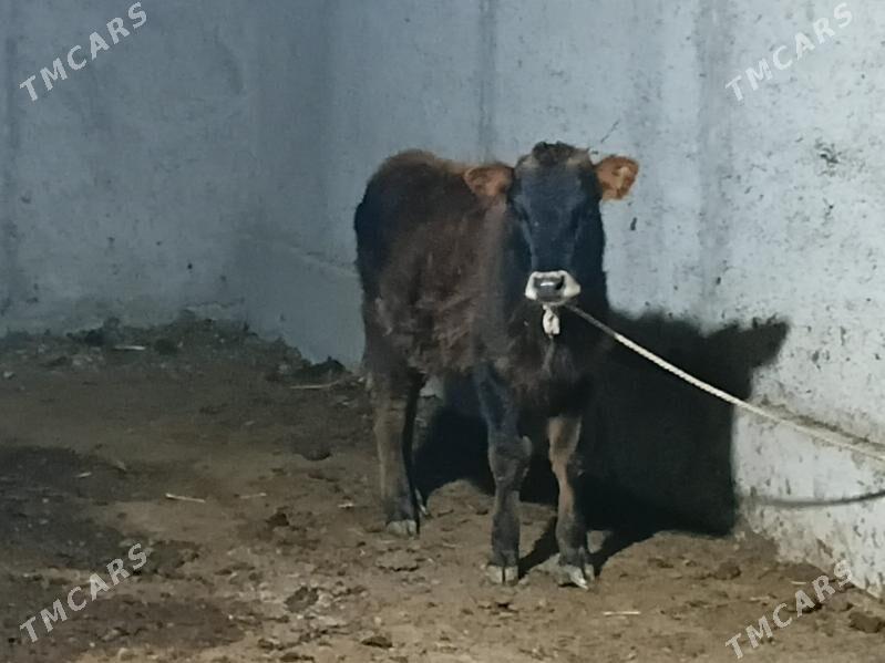 Tüwwe - Gökdepe - img 1