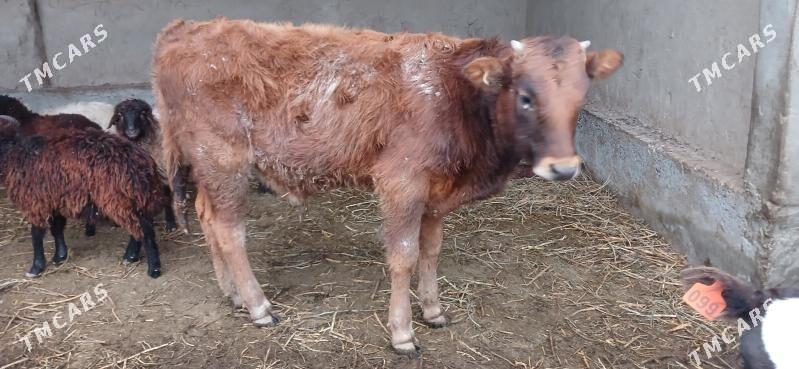 okuz tuwe - Kaka - img 1