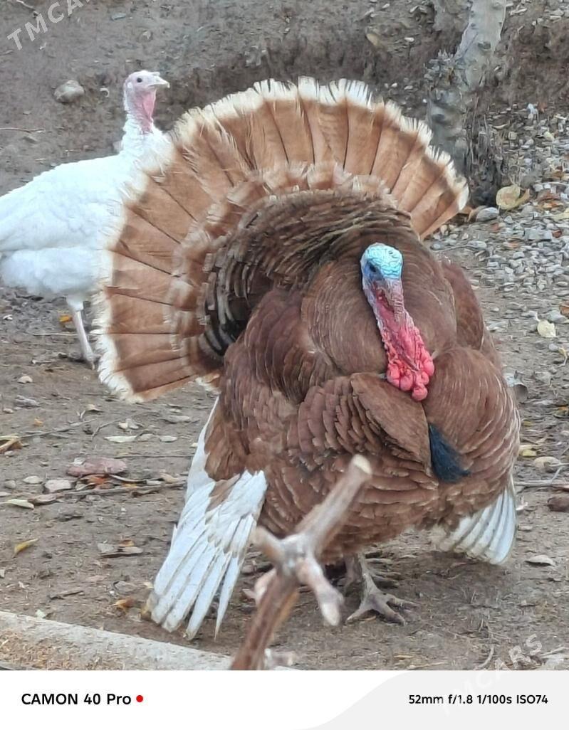 Induk - Теджен - img 1