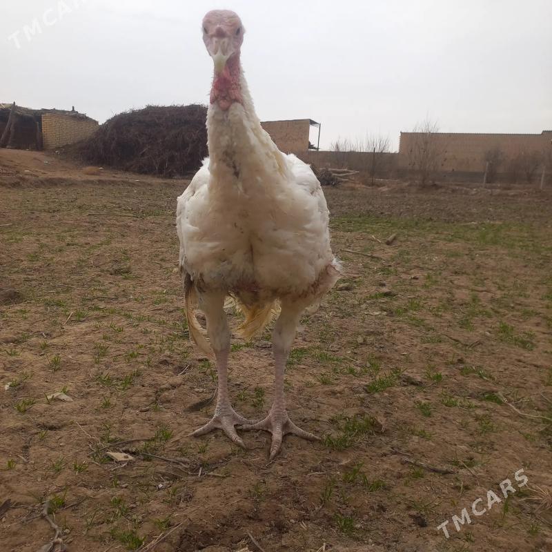 Big 6 gigant induk - Garabekewül - img 1