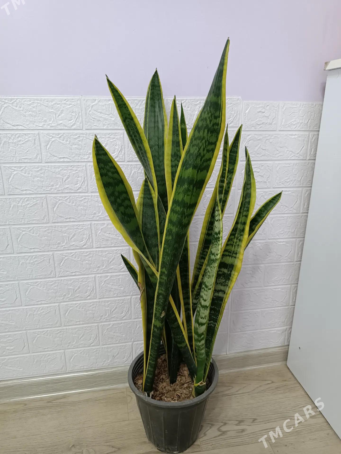 САНСИВЕРИЯ ГОЛД - Aşgabat - img 1