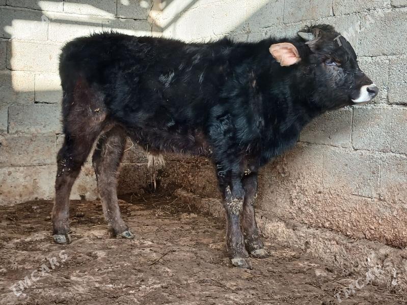 okuz - Ашхабад - img 1