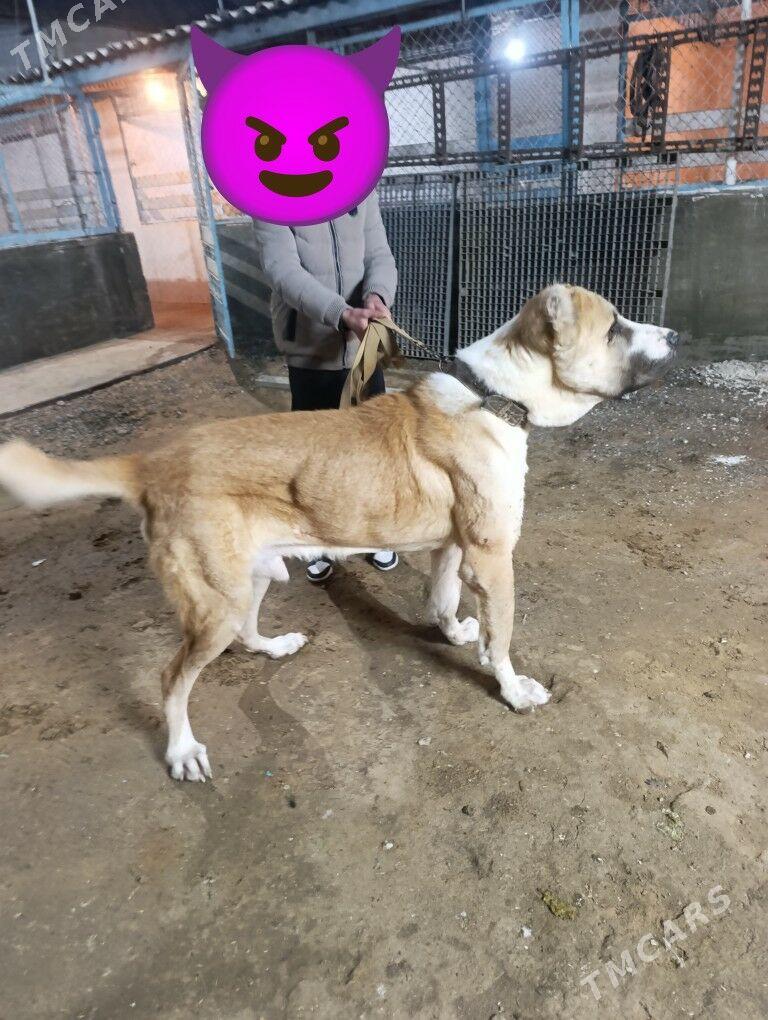 alabay - Aşgabat - img 1