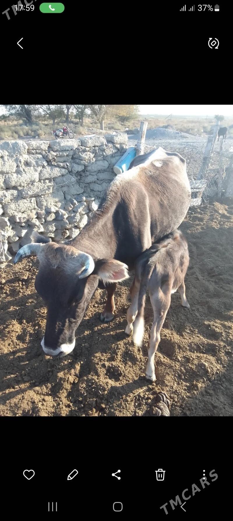 Sygyr - Bäherden - img 1