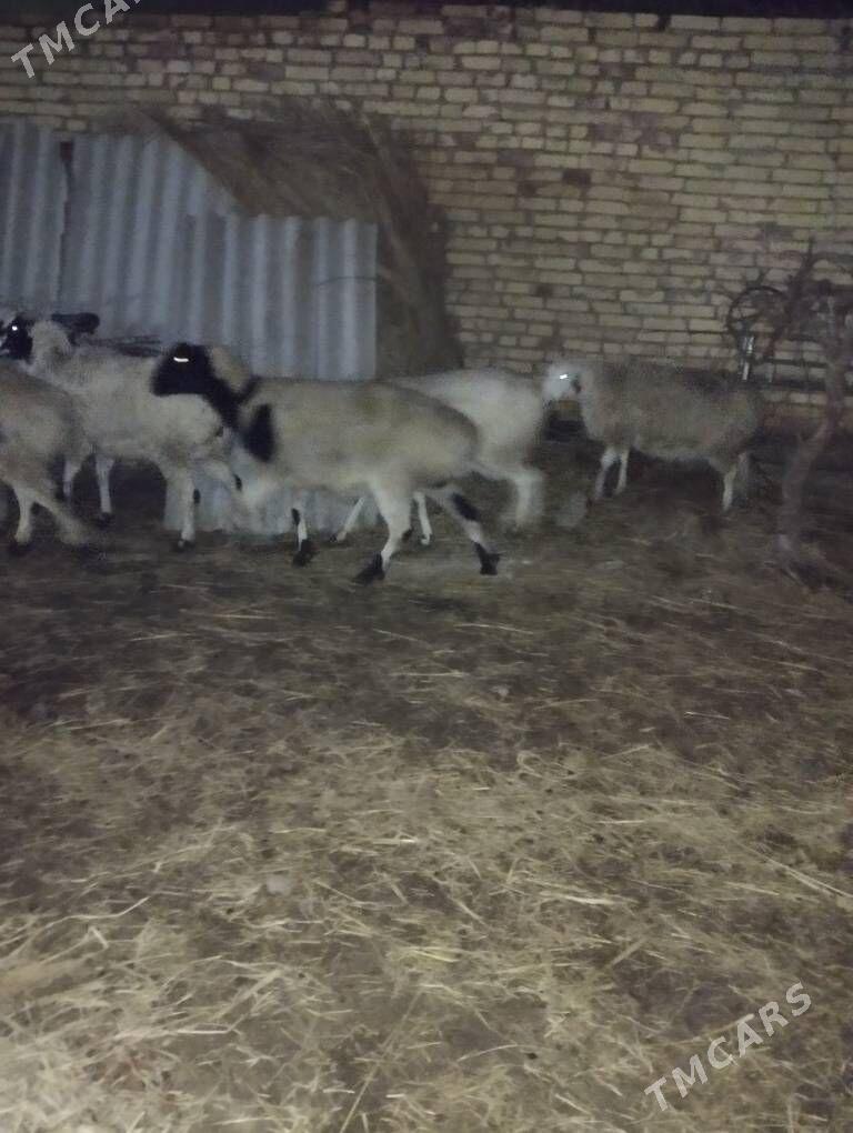 bogaz goyun yetik - Türkmenabat - img 1